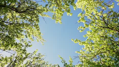 spring trees and blue sky