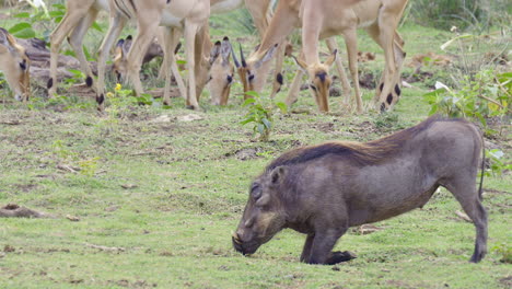 Warzenschwein-Wühlt-Im-Boden