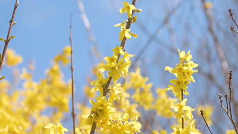 Macro-En-Cámara-Lenta-Cerca-De-Una-Rama-De-Forsythia-Amarilla