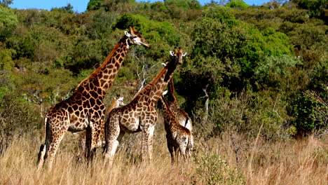tower of giraffe family side view stands relaxed in field and lush trees in back