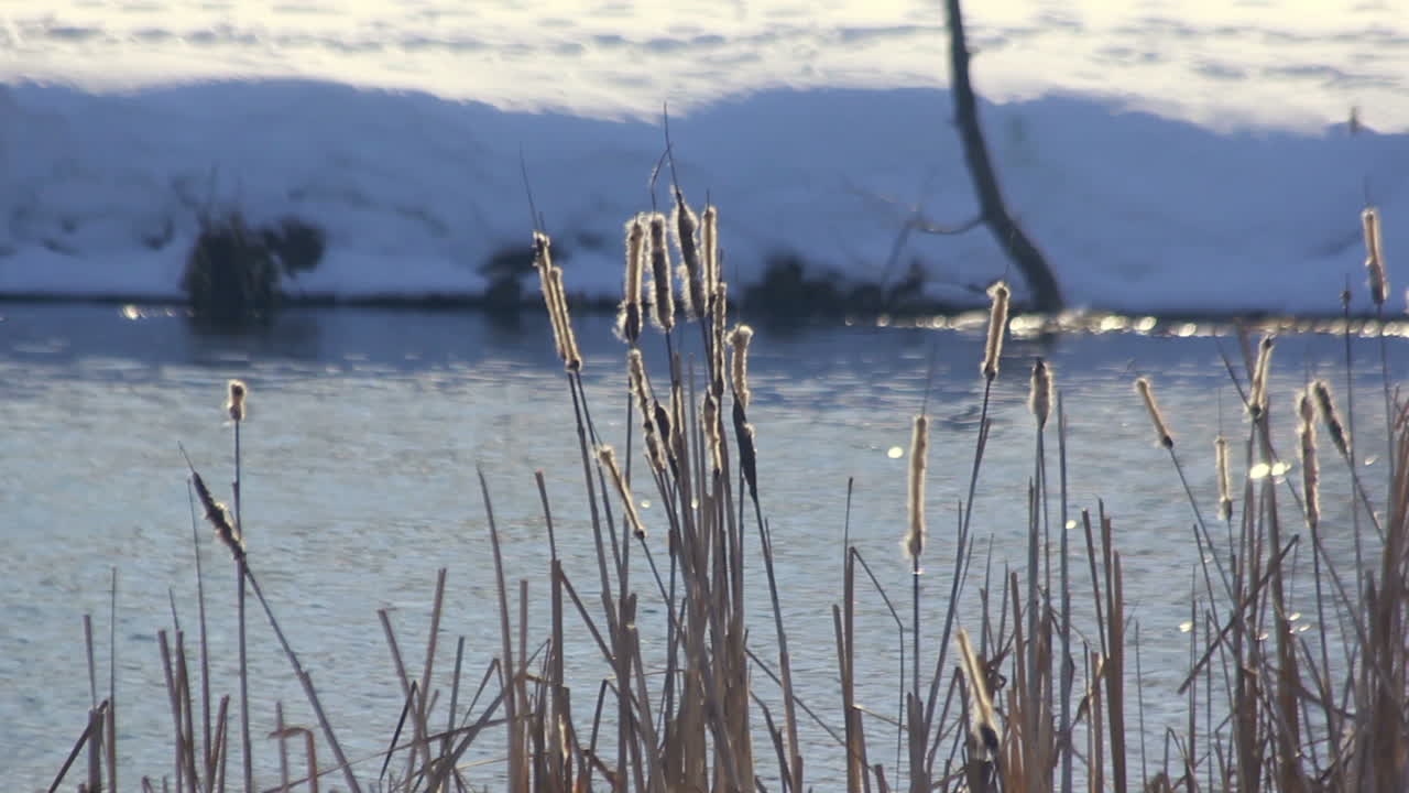겨울 호수. 겨울에는 마른 갈대가 흔들린다. 겨울 풍경. 겨울 강둑