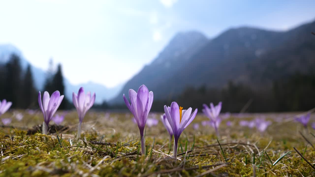 toma de bokeh estática de un grupo de crocas púrpuras balanceándose en el viento en un valle montañoso