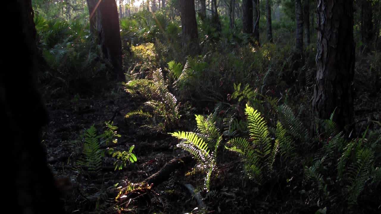 la luz mística se filtra en una selva tropical 1