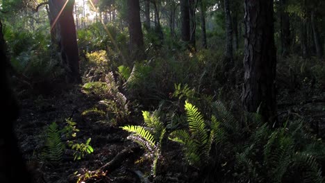 la luz mística se filtra en una selva tropical 1