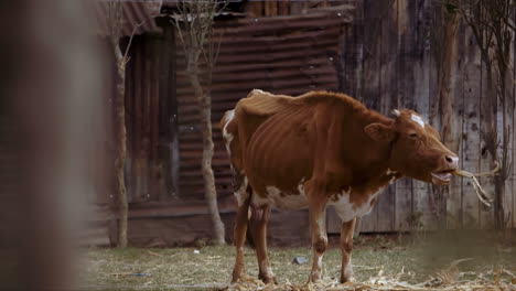 emaciated calf who ribs you can see grazing in the field