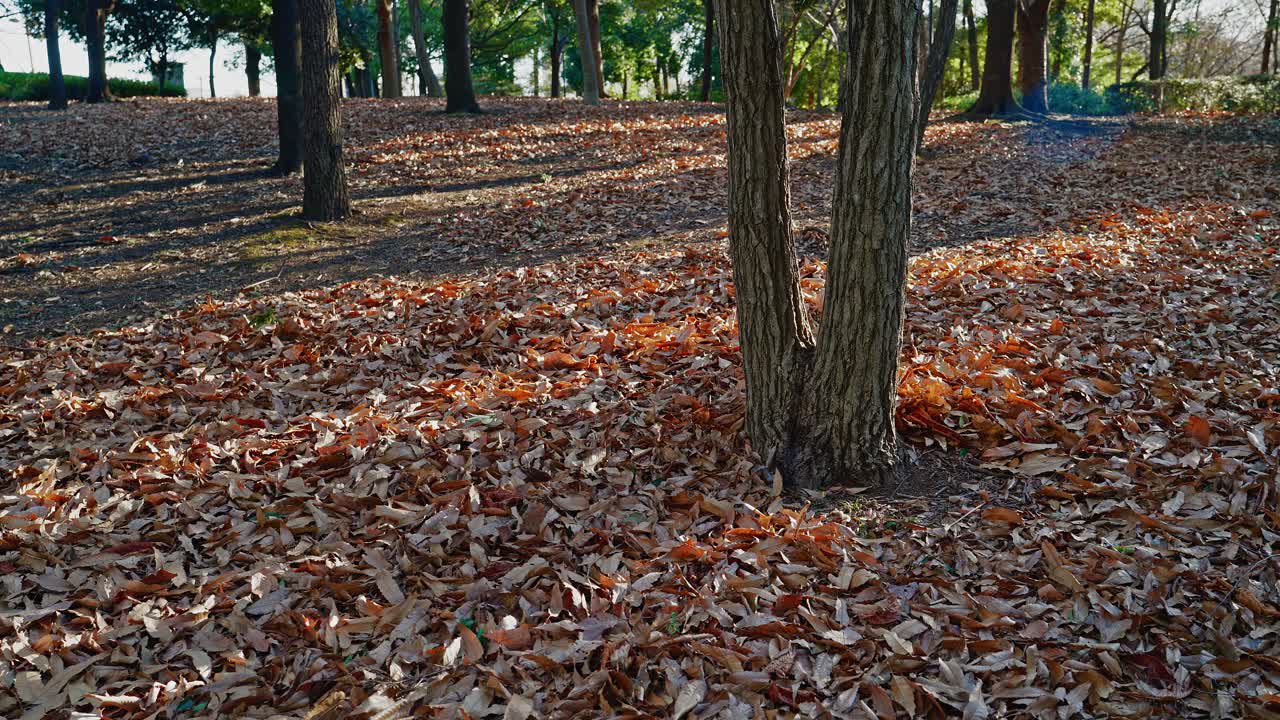 Uzun ağaç gövdeleri arasında, güneşli bir park zeminine yayılmış kahverengi dökülmüş yaprak halısı, benekli gölgeler ve açık bir sonbahar gününde arka planda görünen yeşil ağaçlar.