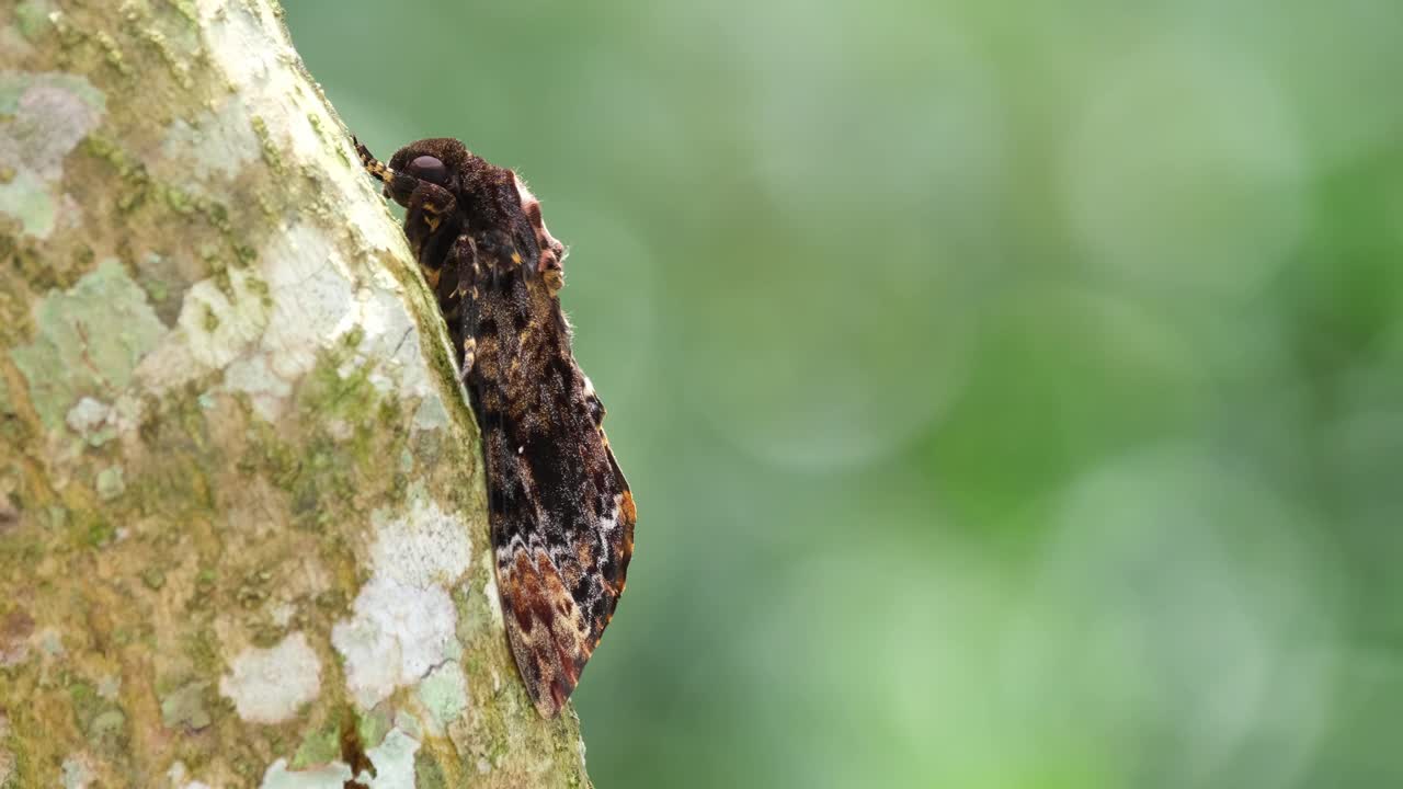 Nähty lepäämässä puun kuorella, bokeh liikkuu tuulen mukana.