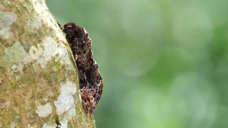 Seen-resting-on-the-bark-of-the-tree,-bokeh-moving-with-the-wind