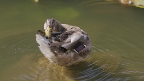 mallard-on-a-rock-cleaning-session