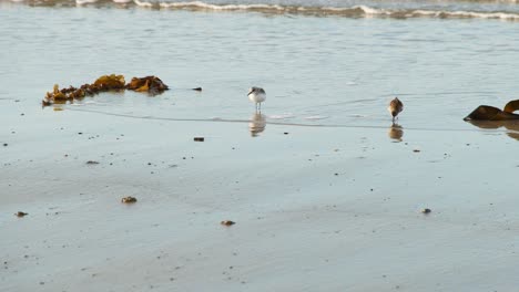 sanderlings corriendo y alimentándose en una playa de arena