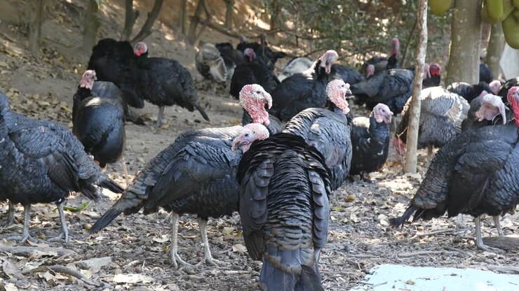 Black turkey birds