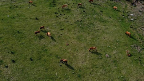 aerial flying over cows grazing on grass in miradoiro da curota