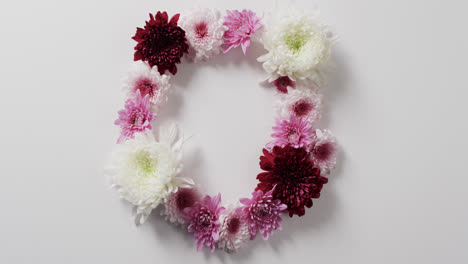 video of white, red and pink flowers in circle and copy space on white background