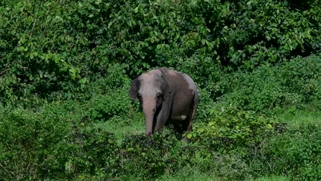 the asiatic elephants are endangered species and they are also residents of thailand