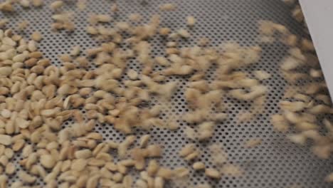 muchas semillas. semillas de girasol máquina de hornear. mover las semillas de gira-sol fritas salen de la máquina. producción de alimentos