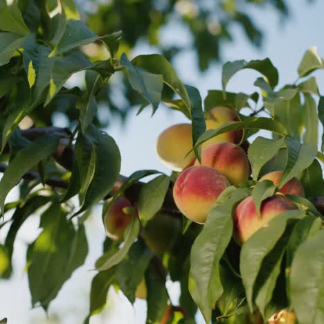 melocotones jugosos maduran en una rama de árbol contra el cielo azul 1