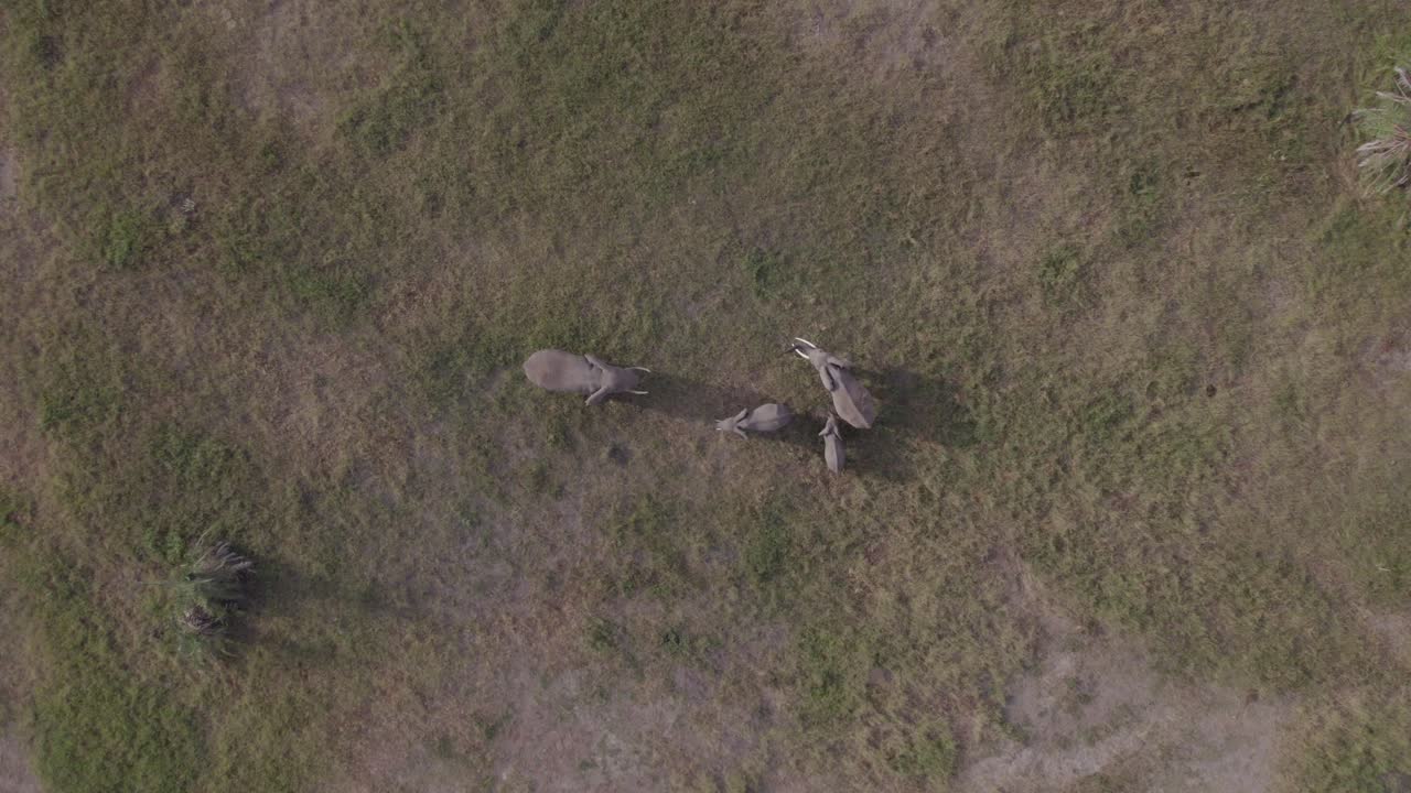 Aerial View of Elephants in Savanna