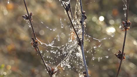 water drops froze on web in grass and melt