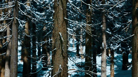 sunset or sunrise in the winter pine forest covered with a snow