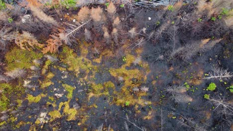un avión no tripulado desciende en pinos crujientes a un suelo negro carbonizado después de un incendio forestal en lebel-sur-quevillon, quebec, canadá