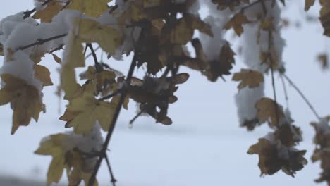 Invierno-Cubierto-De-Hojas-Amarillas-De-Nieve,-Moviéndose