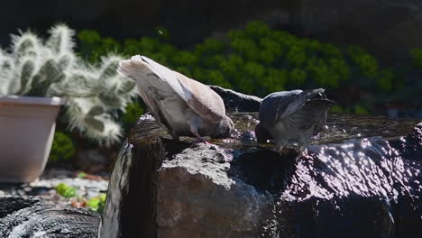 pigeons landing on water fountain and drinking water