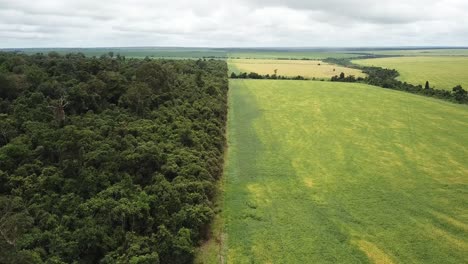 división entre la reserva de la selva amazónica y los campos de soja