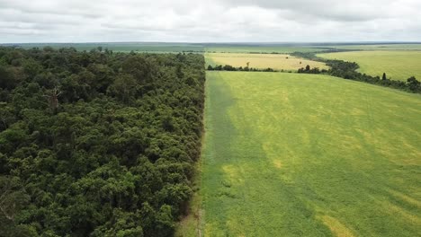 division between the amazon rainforest reserve and the soybean fields