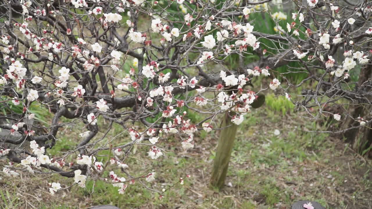 Slow Zoom out of the first white cherry blossom flowers in bloom of the year before spring in the city of Osaka in Japan