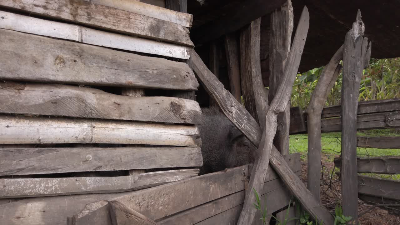 acercarse desde la izquierda a un cerdo en su establo