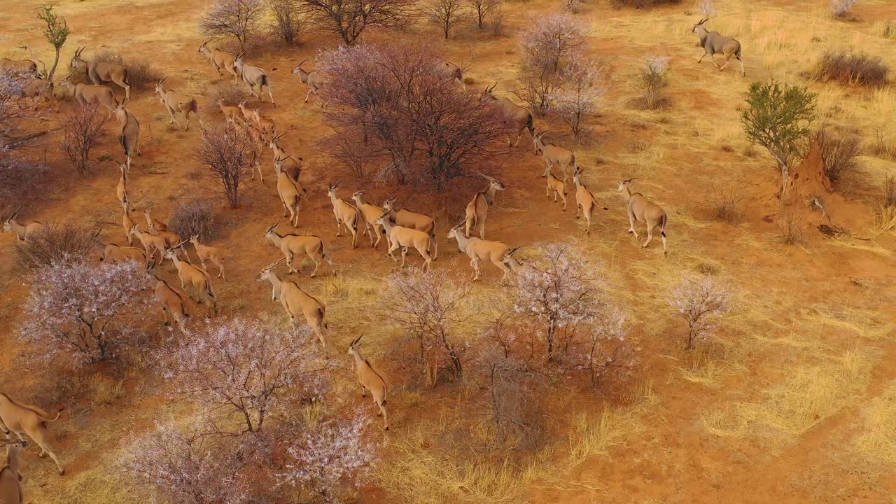 notable toma aérea del antílope eland migrando a través del monte y la sabana de áfrica cerca de erindi namibia 1