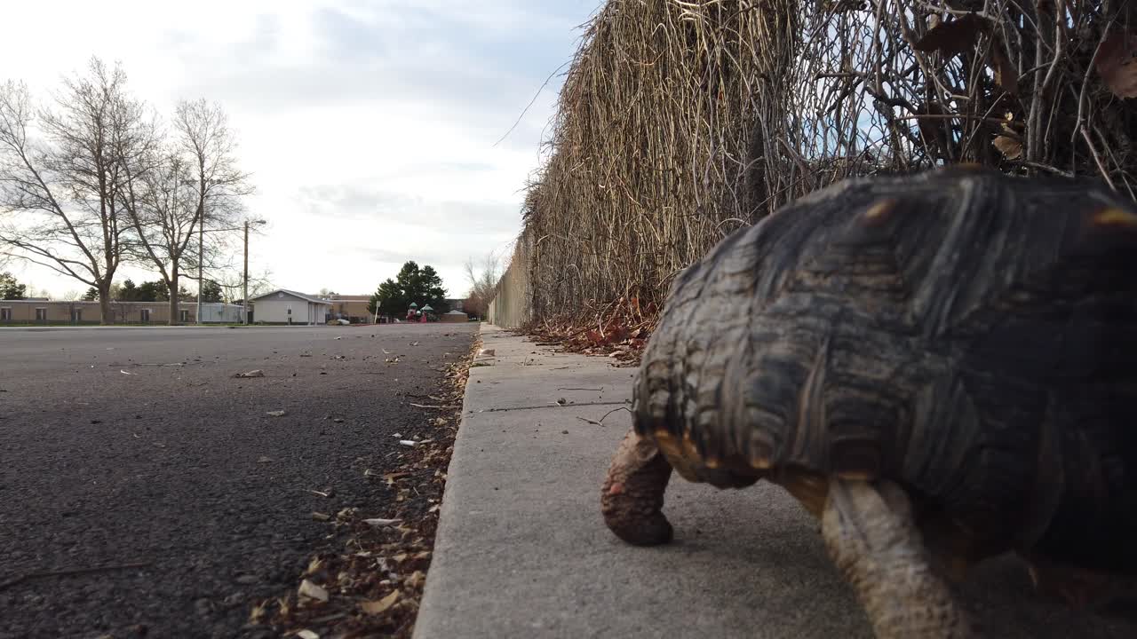 una hermosa tortuga mascota caminando lentamente en la distancia en una acera en los suburbios
