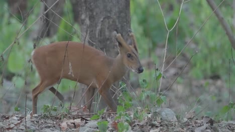 barking-deer-in-the-jungle