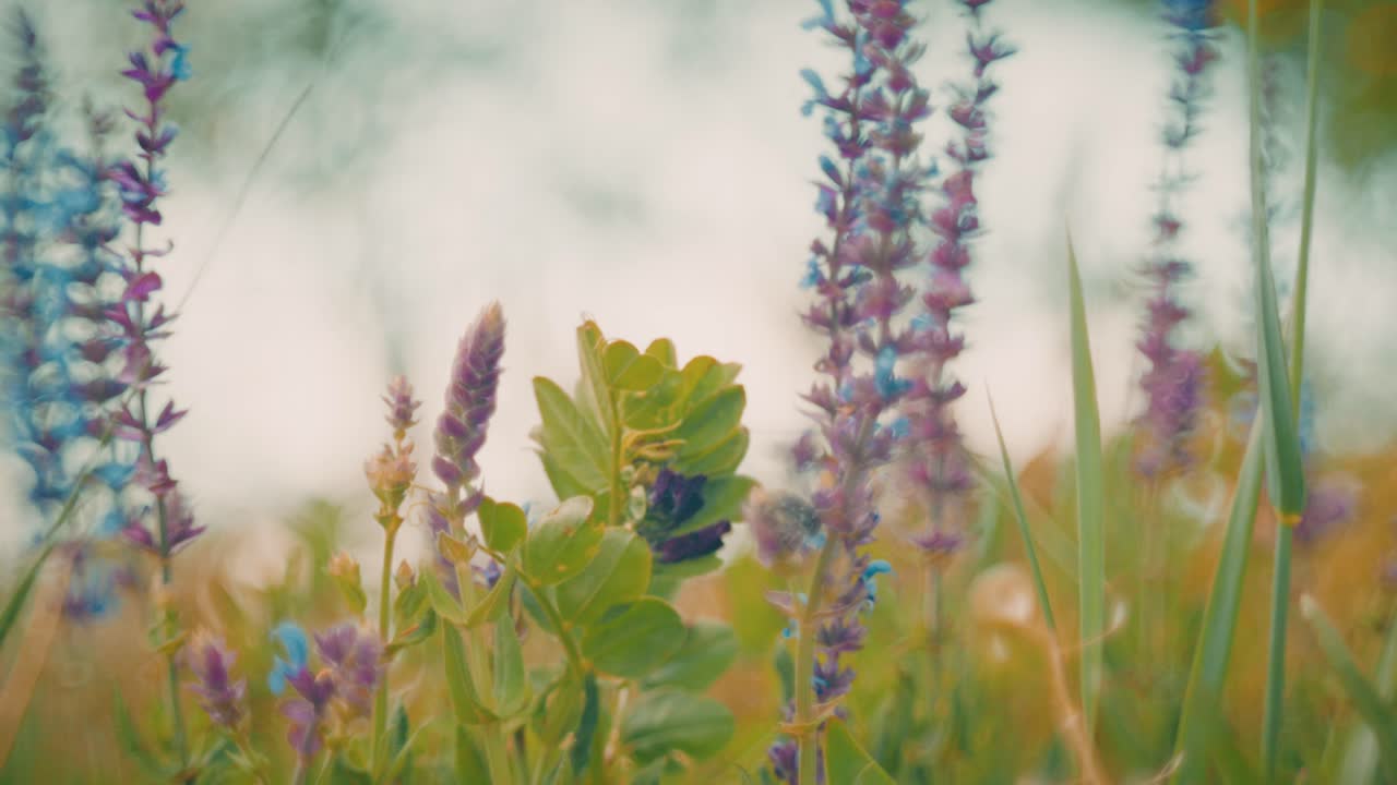 Beautiful wildflowers swaying in the wind, captured with a Petzval-style lens that adds a vintage, dreamy atmosphere with soft swirly bokeh and warm pastel tones.