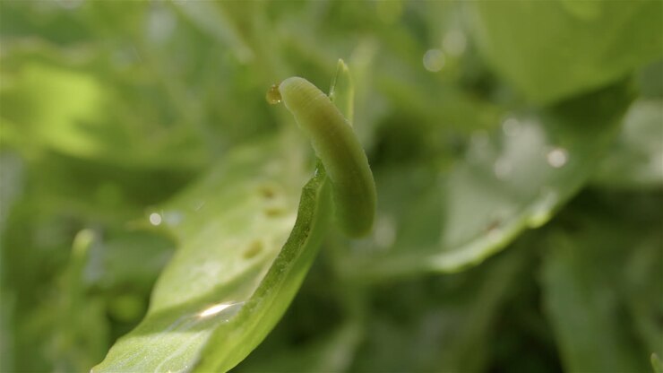 Cabbage white caterpillar, cabbageworm, on leaves with morning dew, truck left
