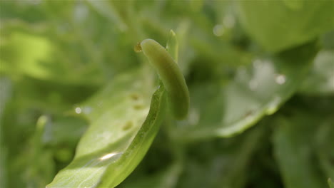 cabbage white caterpillar, cabbageworm, on leaves with morning dew, truck left