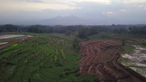 Sobrevuelo-Aéreo-De-Campos-De-Arroz-En-Terrazas-En-Indonesia-Durante-El-Día-Nublado---Ocultando-La-Silueta-De-La-Montaña-En-El-Fondo