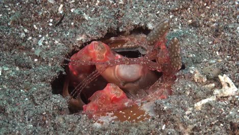 spearing mantis shrimp close up moving eyes