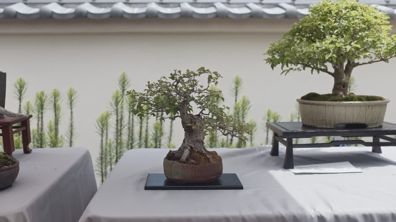 Ufak Ağaç Yetiştirme, Ashland Japon Bahçesi’nde Bonsai Ağacı, Oregon, ABD. Yakın Çekim
