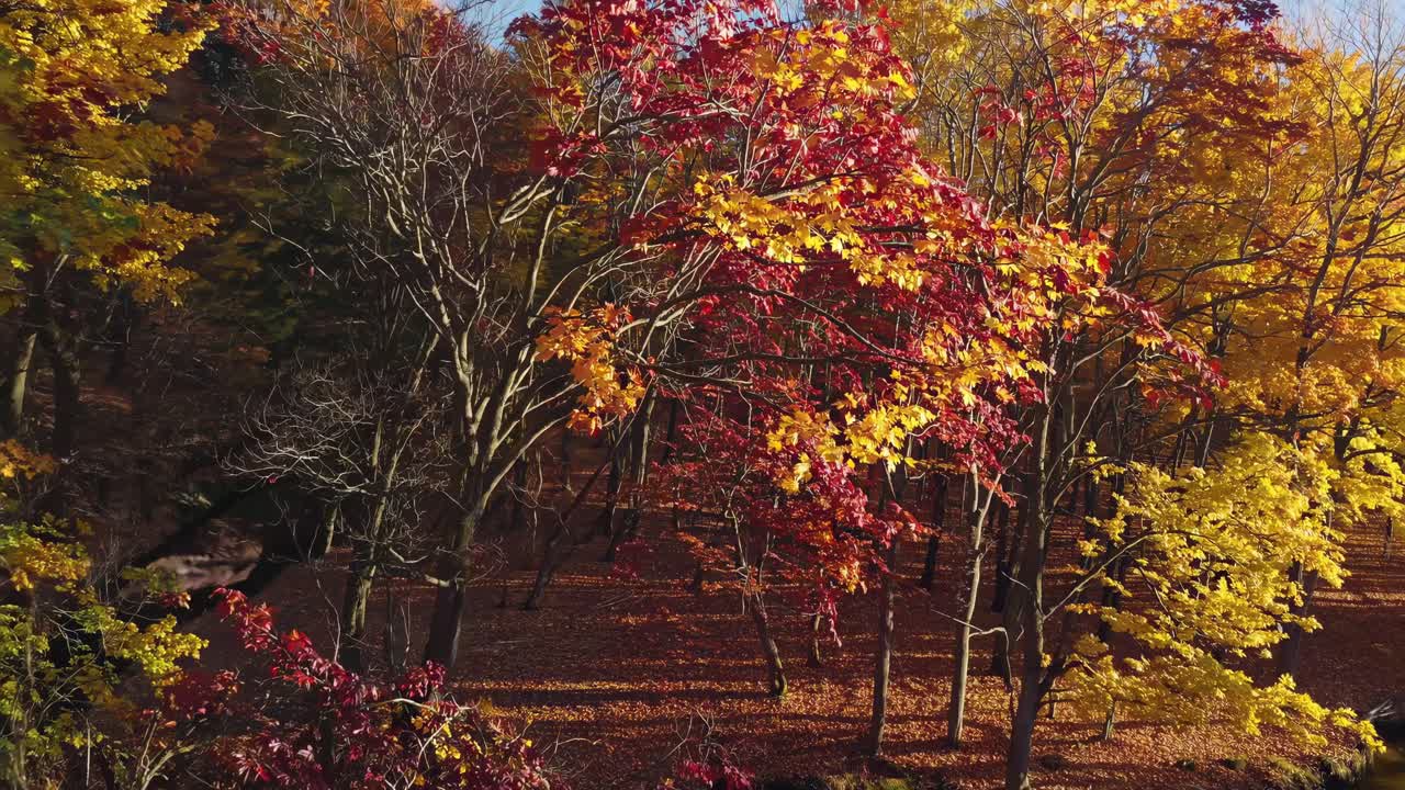 Vibrant autumn forest captured in a high-angle video, showcasing colorful foliage in red, orange