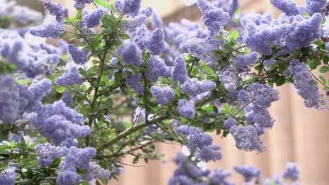 scenic view of purple flowers in the park