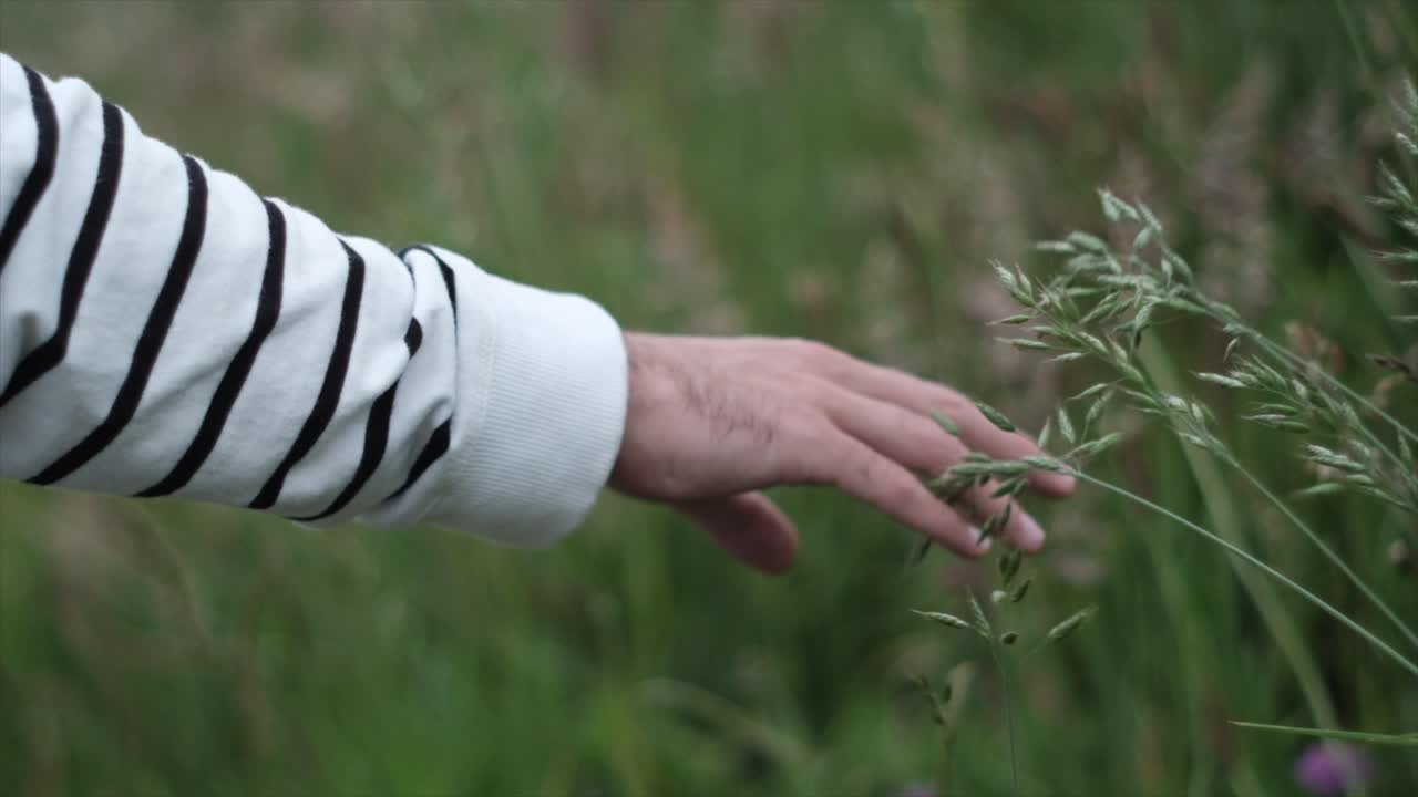 Close-up of man's hands touching spikelets in the field. Slow motion.