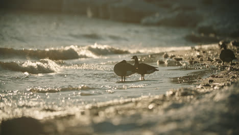 Wasservogel-Vogel-Silhouette-Mit-Hintergrundbeleuchtung,-Die-Während-Des-Sommersonnenuntergangs-In-Seewellen-Steht