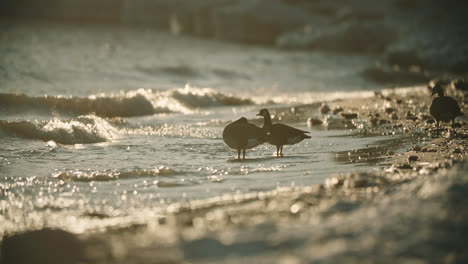 Aves-Acuáticas-Silueta-Retroiluminada-De-Pie-En-Las-Olas-Del-Lago-Durante-La-Puesta-De-Sol-De-Verano