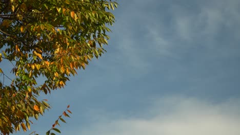 view of a tree with abundant green leaves swinging with the air in seoul grand park during autumn - close up shot