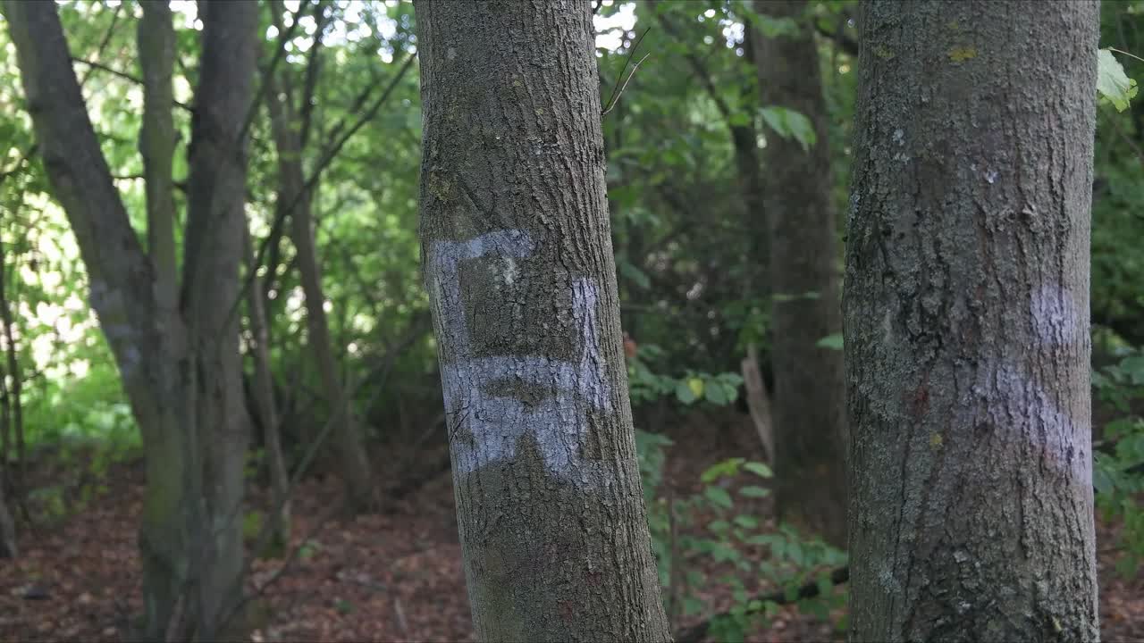 Alberi contrassegnati nella foresta