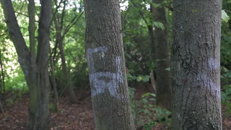 marked trees in the forest