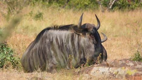 ñu-Azul-Durmiendo-En-Las-Praderas-Secas-Del-Parque-Nacional-Kruger,-Sudáfrica