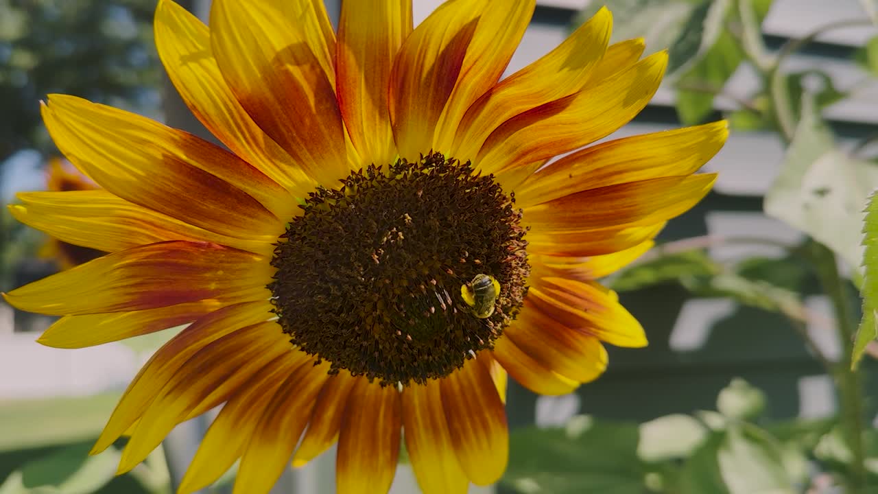A honeybee visits a bright yellow sunflower, showcasing the delicate harmony between pollinators and the blossoms that sustain them