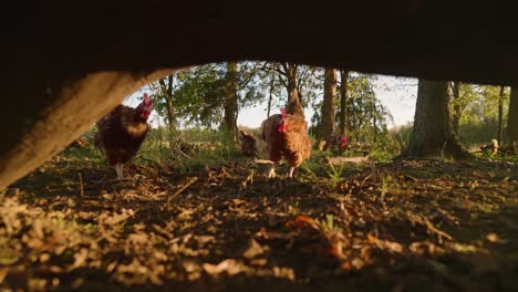 slow motion pull away under fallen tree of free range pasture raised chickens pecking at ground on cage free egg farm during golden hour sunset in slow motion